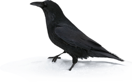 Raven